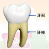 牙体形态的生理意义