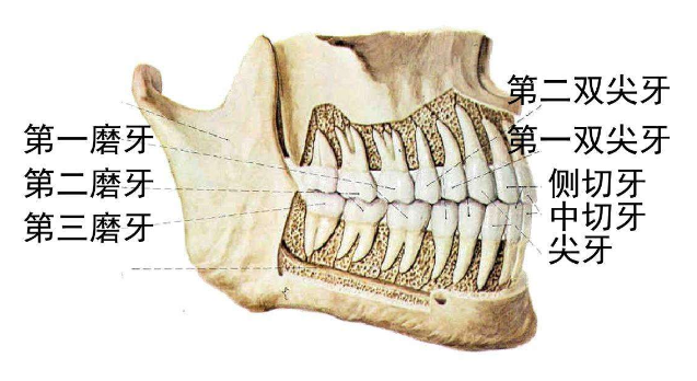 深圳维港口腔连锁