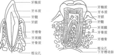 深圳维港口腔连锁