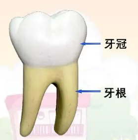深圳维港口腔连锁